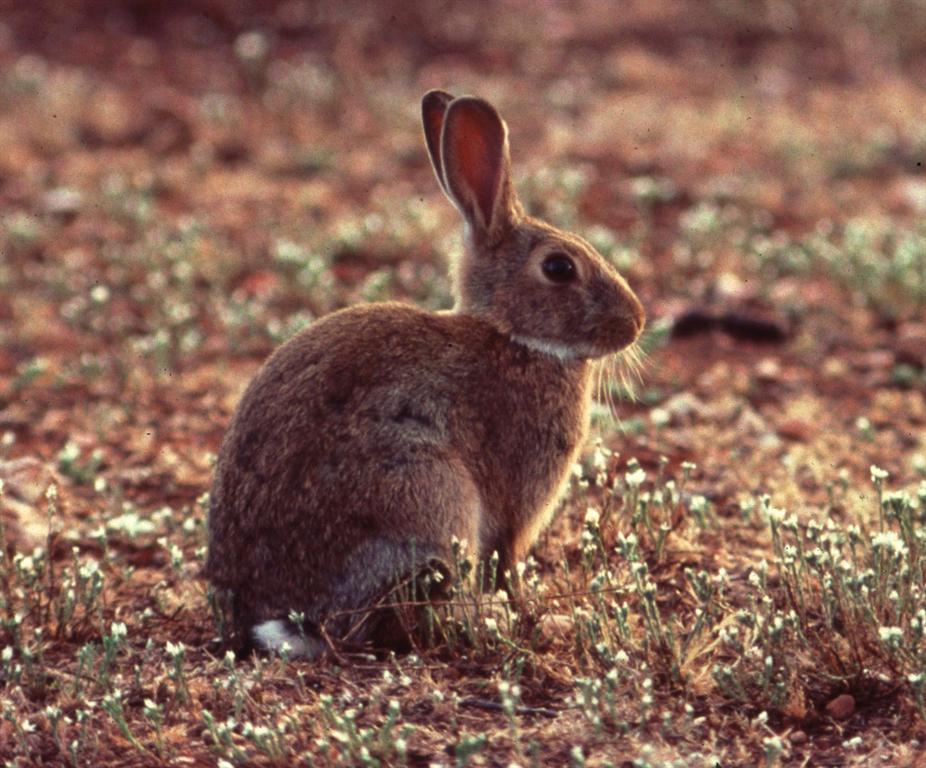 wild republic rabbit